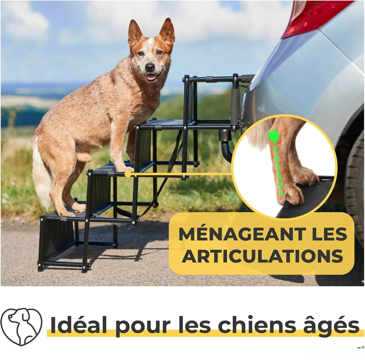 Rampe pliable pour chien Antidérapante