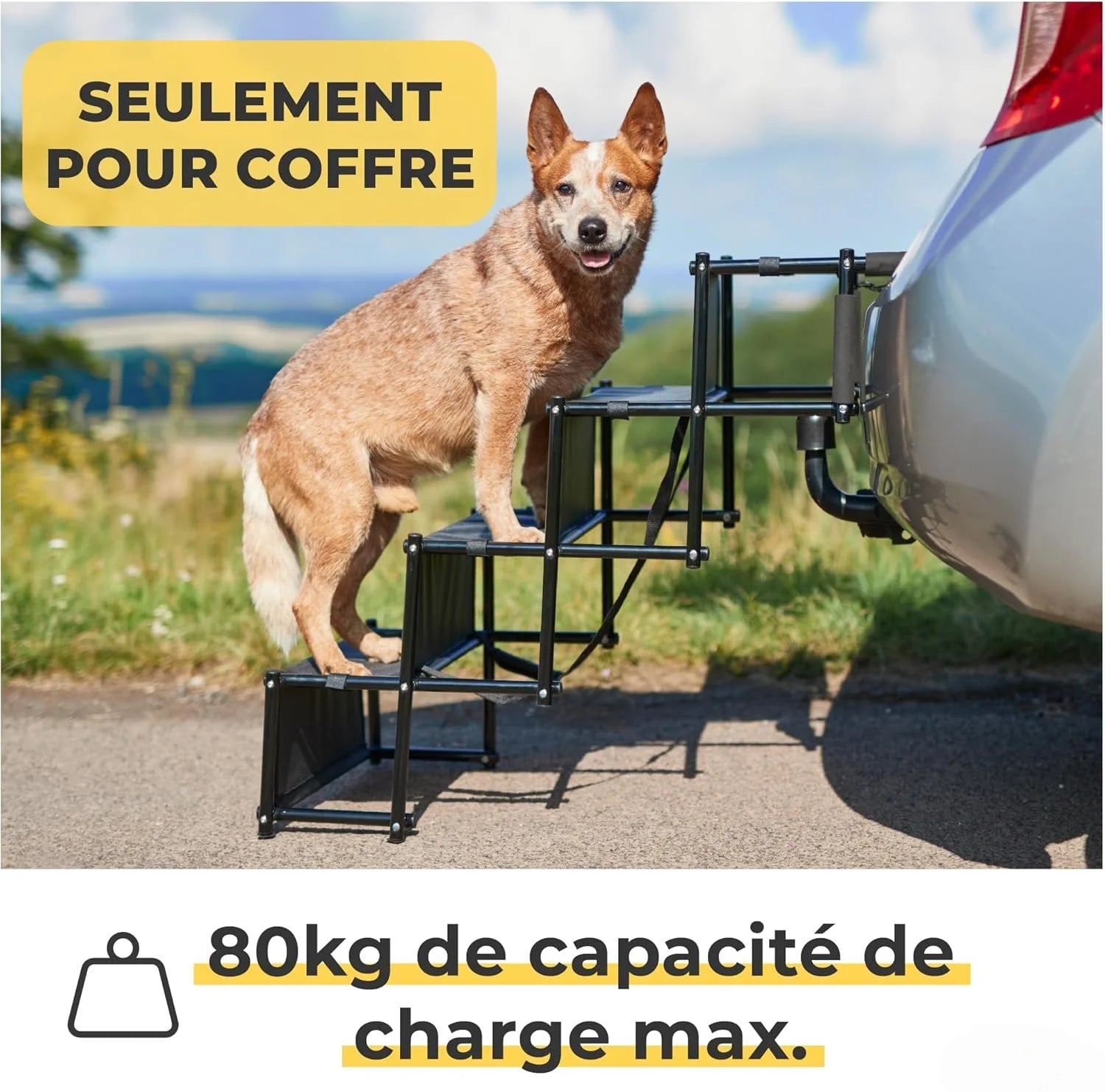 Rampe pliable pour chien Antidérapante